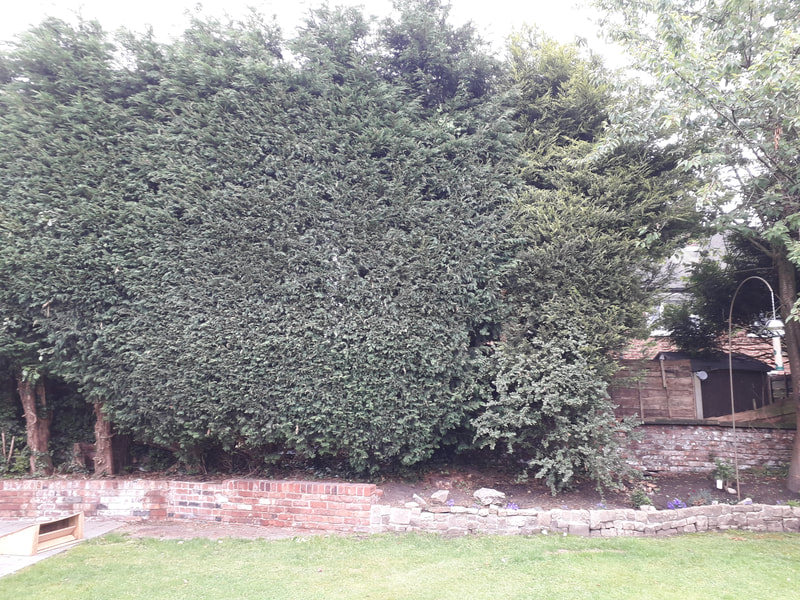 Conifer Hedge Reduced and Trimmed in Harwood, Bolton