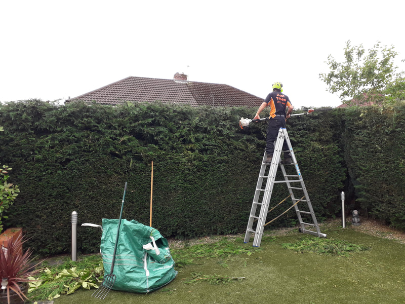 Conifer Hedge Reduction in Bolton