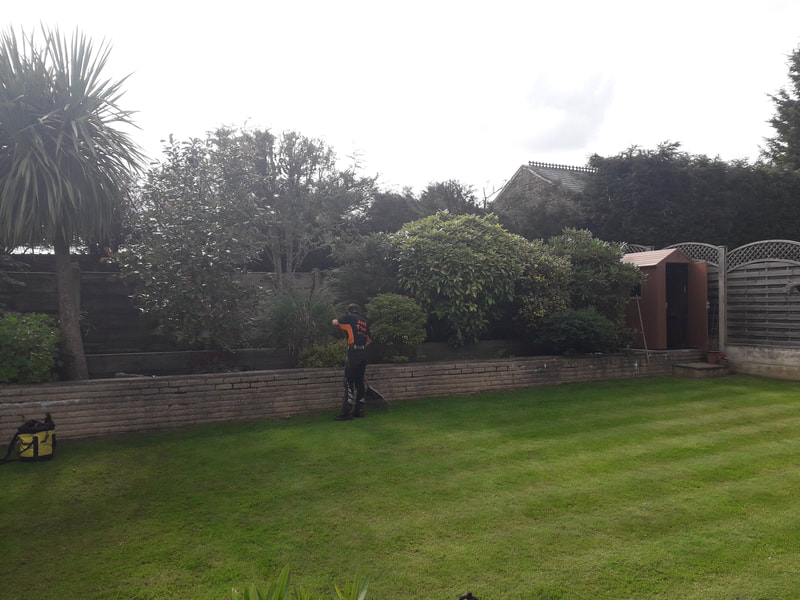 Conifer Hedge Reduction in Bury