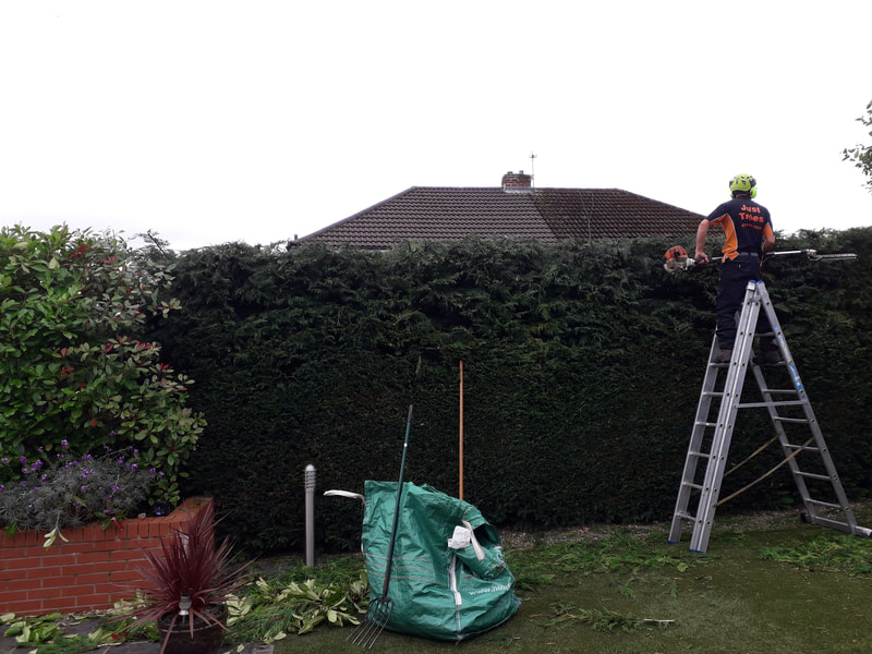 Conifer Hedge Reduction in Radcliffe, Bolton