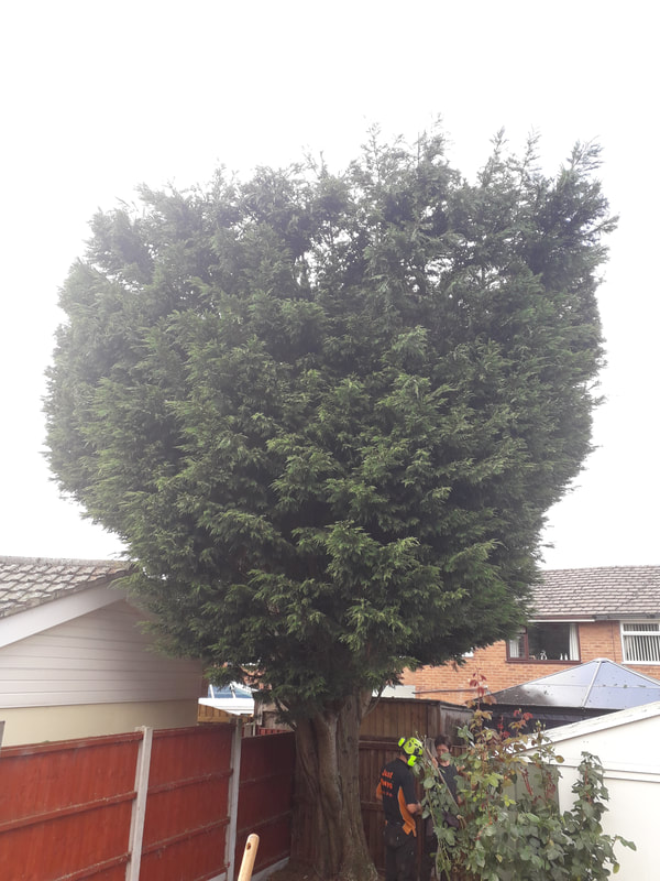 Conifer Reduced and Reshaped in Bolton