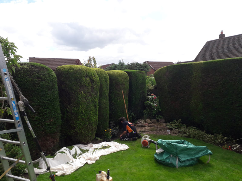 Conifers Trimmed in Bolton