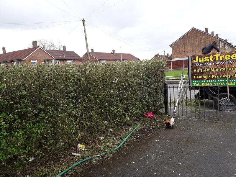 Hedge Reshaped in Bolton