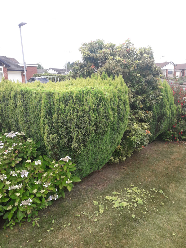 Hedge Trimming in Bury