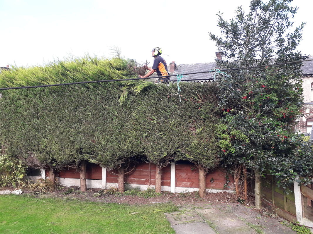 Hedge Trimming in Green Mount, Bury