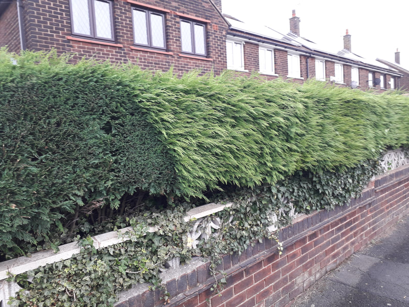 Hedge Trimming in Westhoughton, Bolton