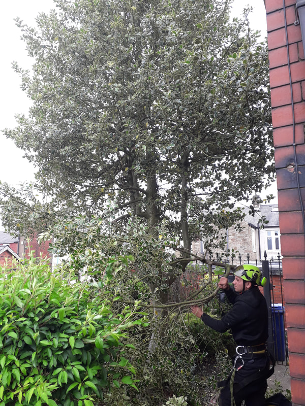 Holly tree removal in Accrington