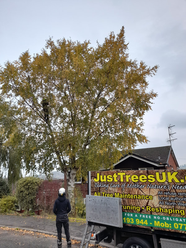 Large Birch Tree Reduction in Farnworth, Bolton