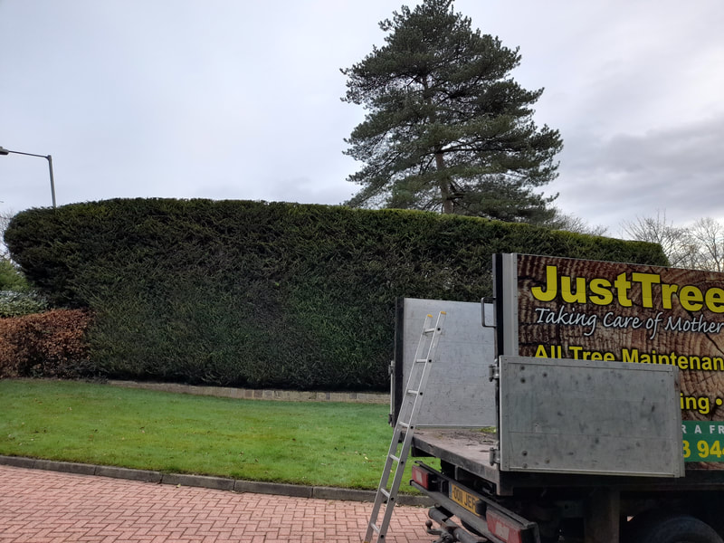 Large Conifer Hedge Trimming in Johnson Fold