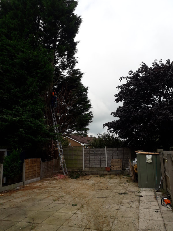 Large Conifers Reduced in Bolton