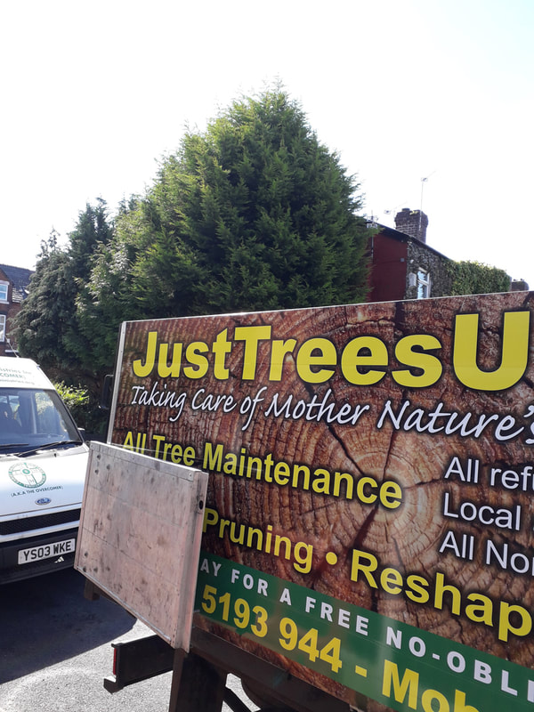 Large Conifers Reduced in Bury