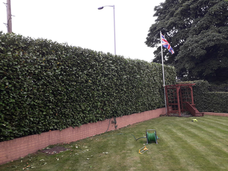 Large Hedge Reshaped in Bolton