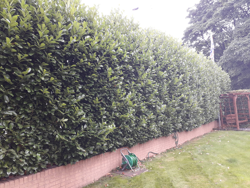 Large Hedge Reshaped in Bromley Cross, Bolton