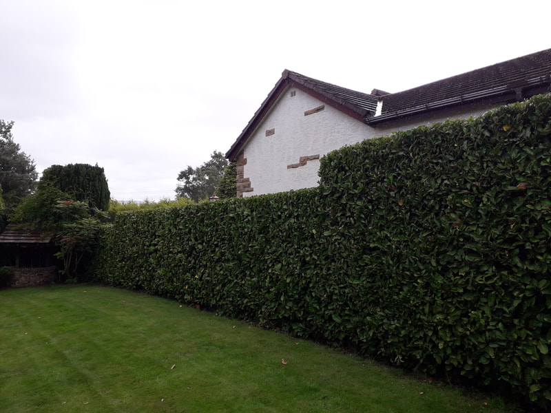 Large Laurel Hedge Trimmed in Bolton