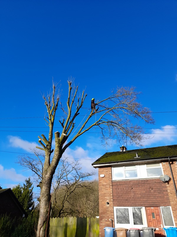 Large Sycamore Tree Removal in Salford
