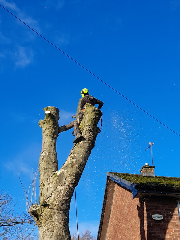 Large Sycamore Tree Removal Salford