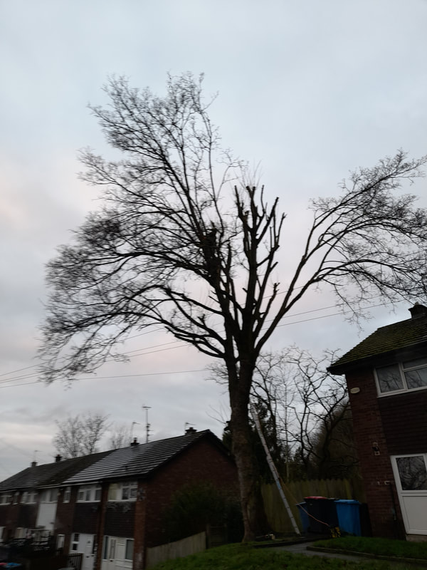 Large Sycamore Tree Removed in Salford