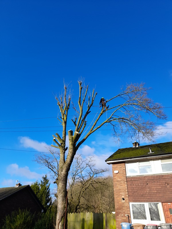 Large Sycamore Tree Removed Salford