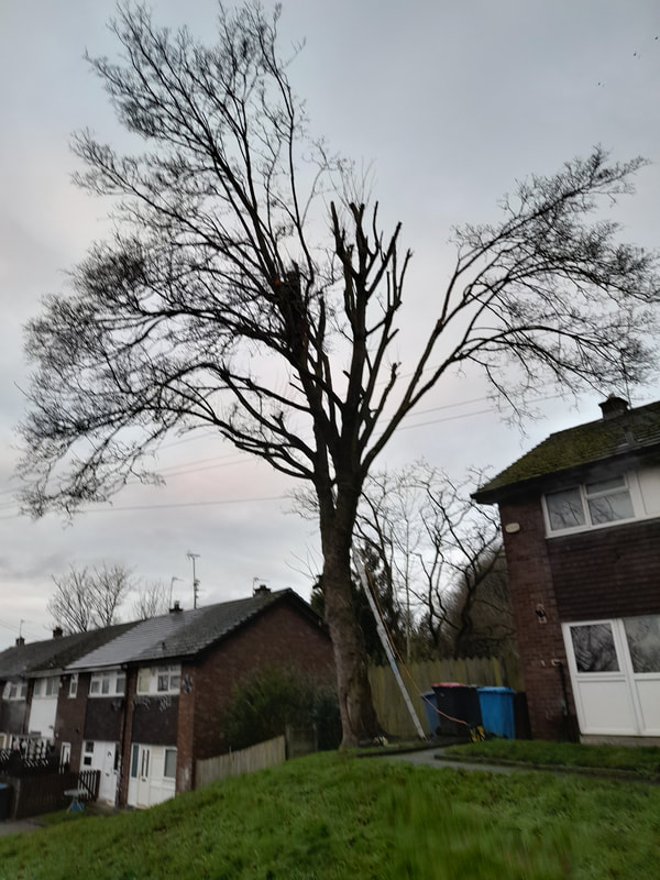 Large Tree Removed in Salford