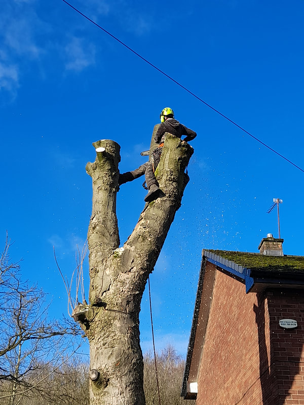 Large Tree Removal Salford
