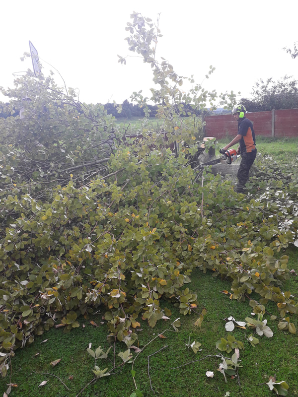 Large Tree Safely Felled in Bolton