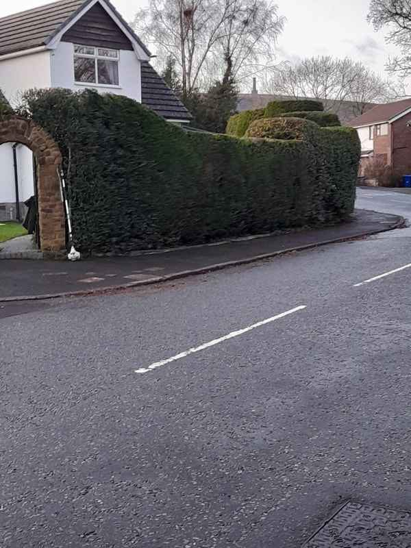 Mixed Hedges Annual Trim in Atherton