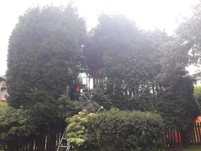 Over Grown Conifers Reduced in Huncoat, Accrington