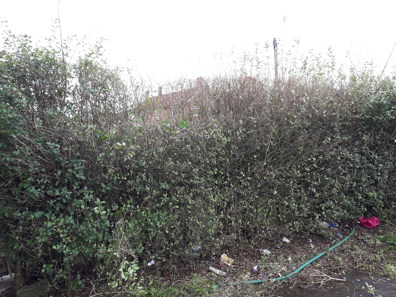 Privet Hedge Reduced and Reshaped in Bolton