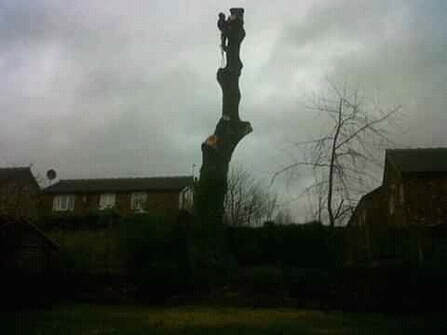Tree Removal in West Houghton