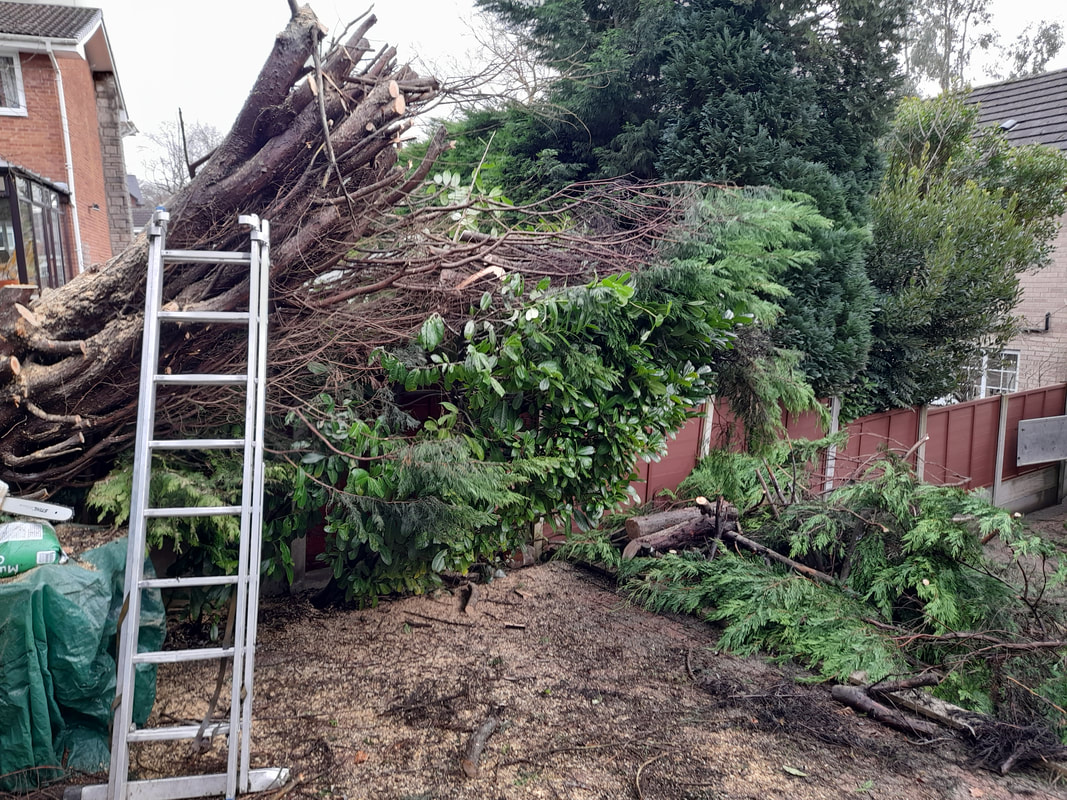 Snow Damaged Conifer Tree removed in Heaton, Bolton