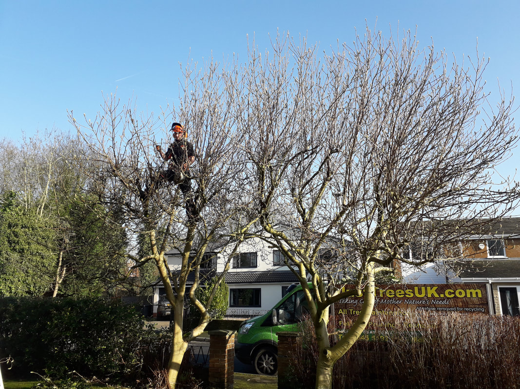 Tree Reduction in Bolton