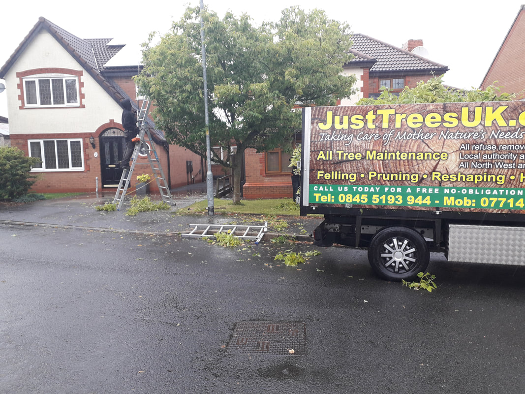 Tree Reshaping in Westhoughton, Bolton