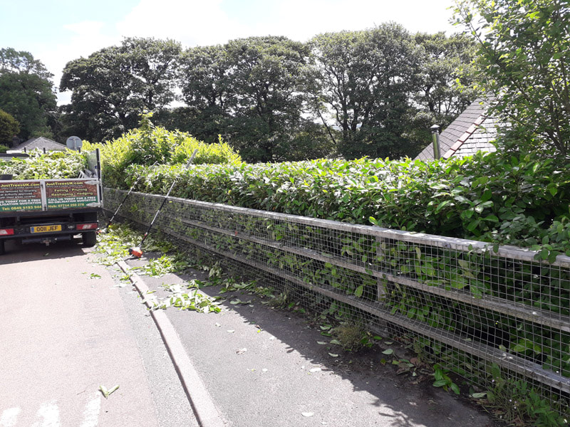 hedge cut back in Bolton