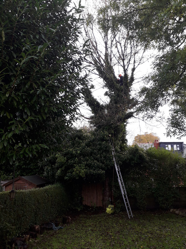 before tree removal in Manchester