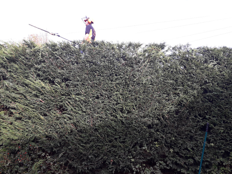 hedges trimmed back in Bolton