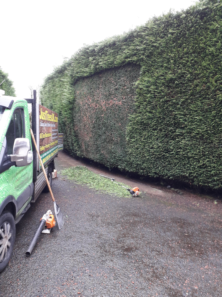large conifers cut back Bolton