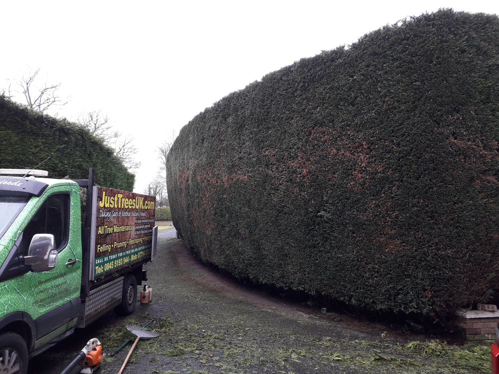 large conifers cut and shaped in Bolton