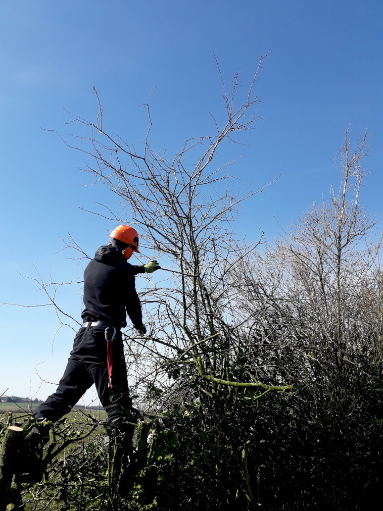 Hedge Trimming Westhoughton