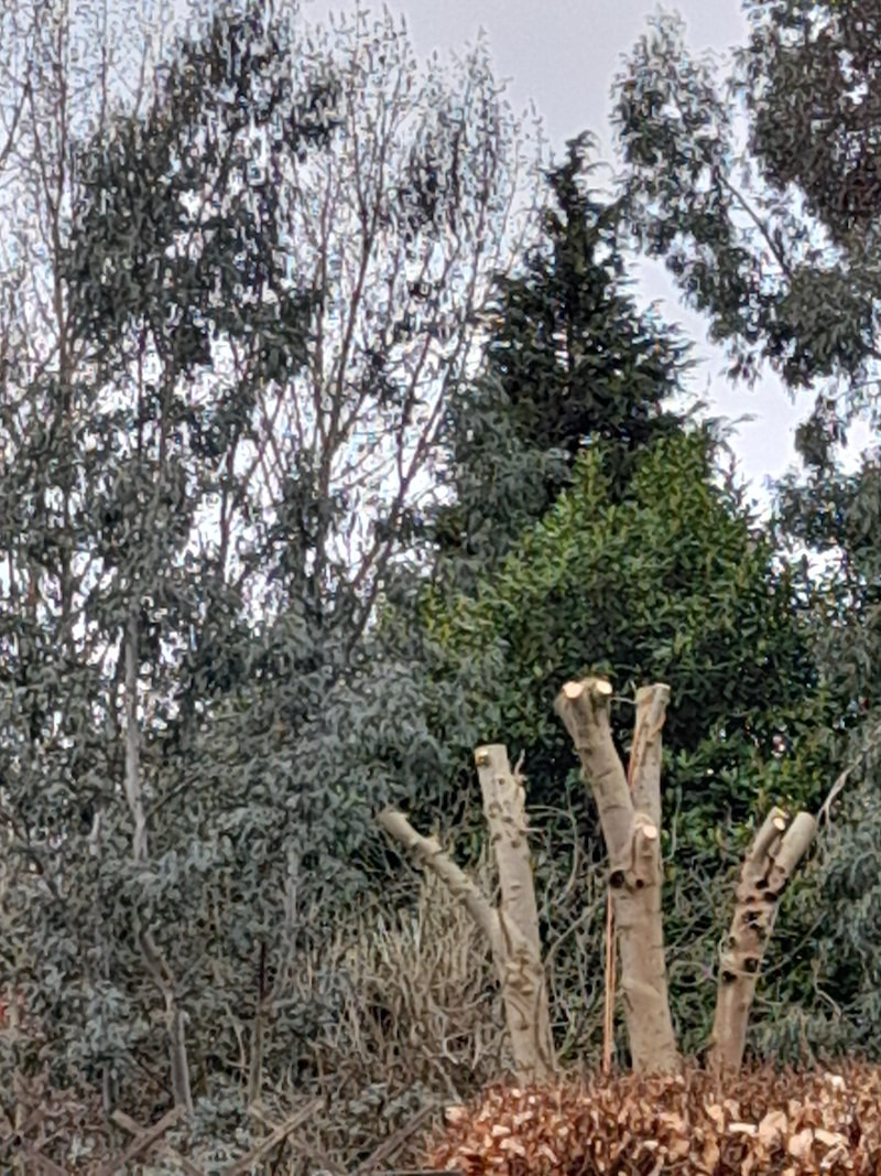 Tree Removal Bolton