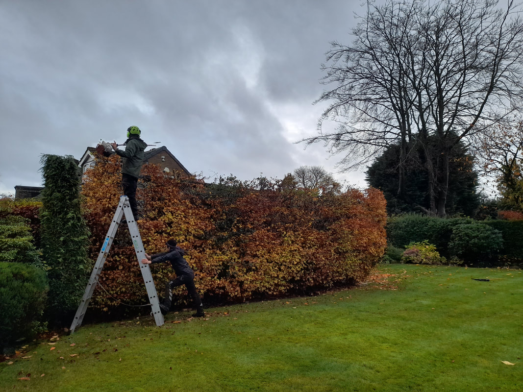 Beech Hedge Reduction in Lostock, Bolton