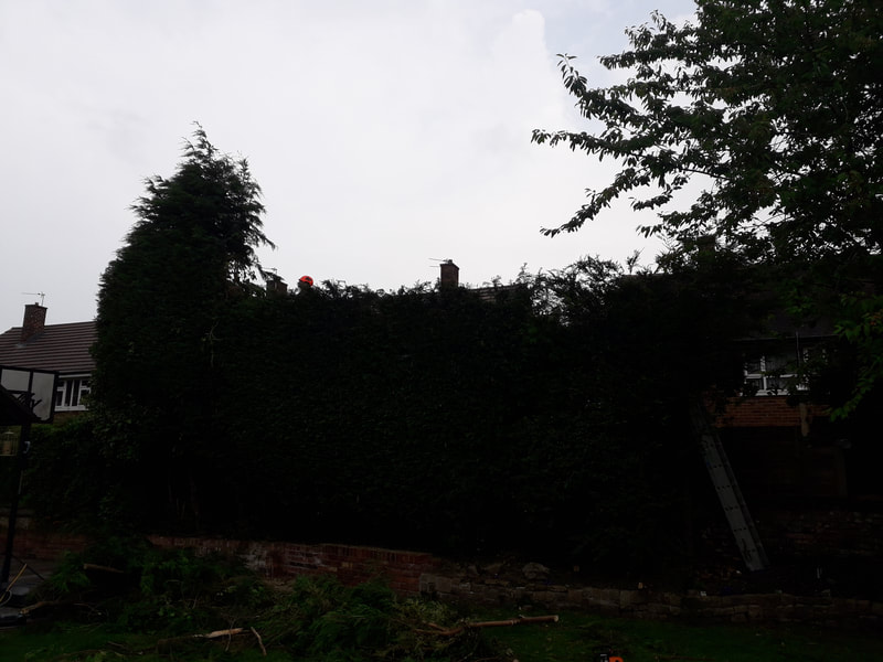 Conifer Hedge reduced in Bolton