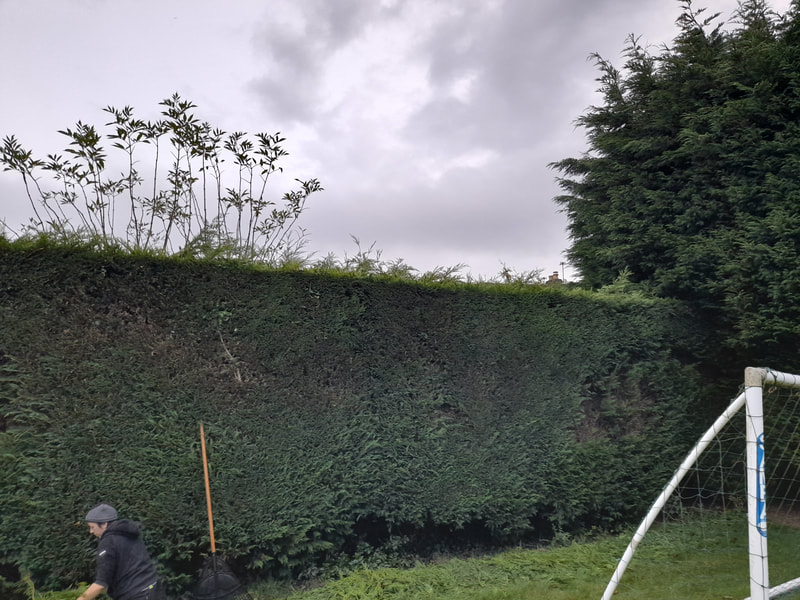Conifer Hedge Trimmed in Heaton, Bolton