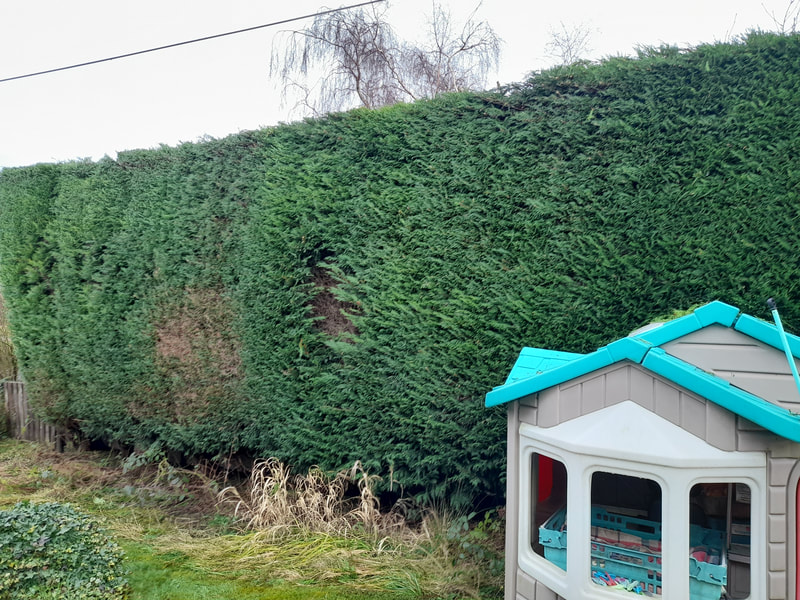 Conifer Hedge Trimming in Bolton
