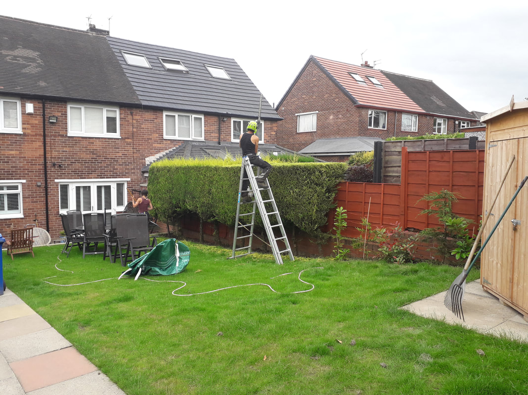 Conifer Hedge Trimming in Halliwell, Bolton