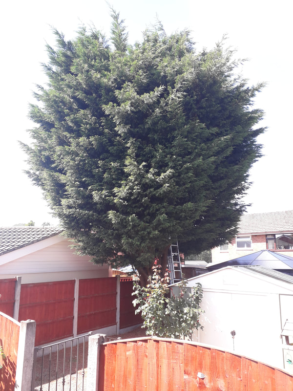 Conifer Reduced and Reshaped in Harwood, Bolton