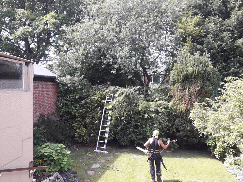 Conifer Reduction in Belmont, Bolton