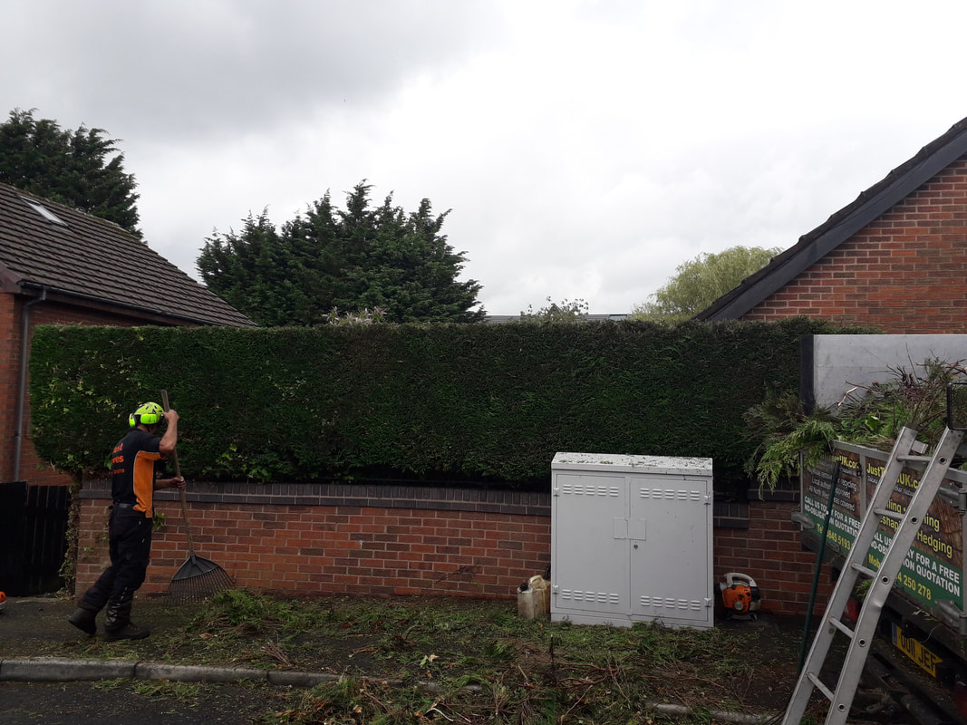 Conifer reduction in Sharples ,Bolton