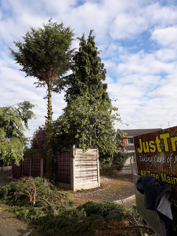 Large Conifer Removed in Bury