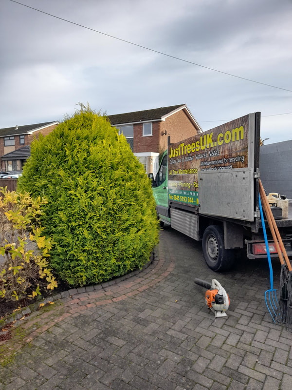 Conifer Trimming in Chorley