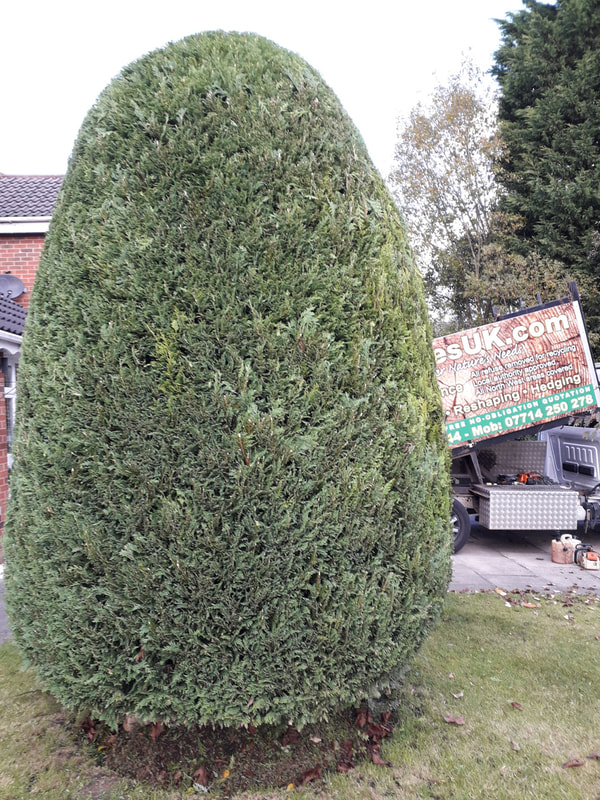 Conifer Trimming in Manchester